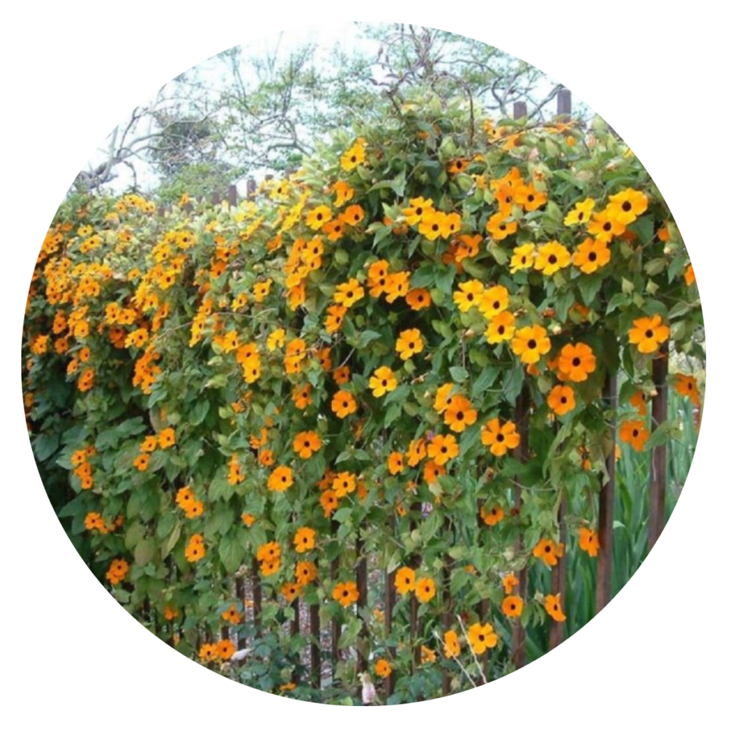 Thumbergia Trepadeira Amarela Thunbergia alata no Saquinho