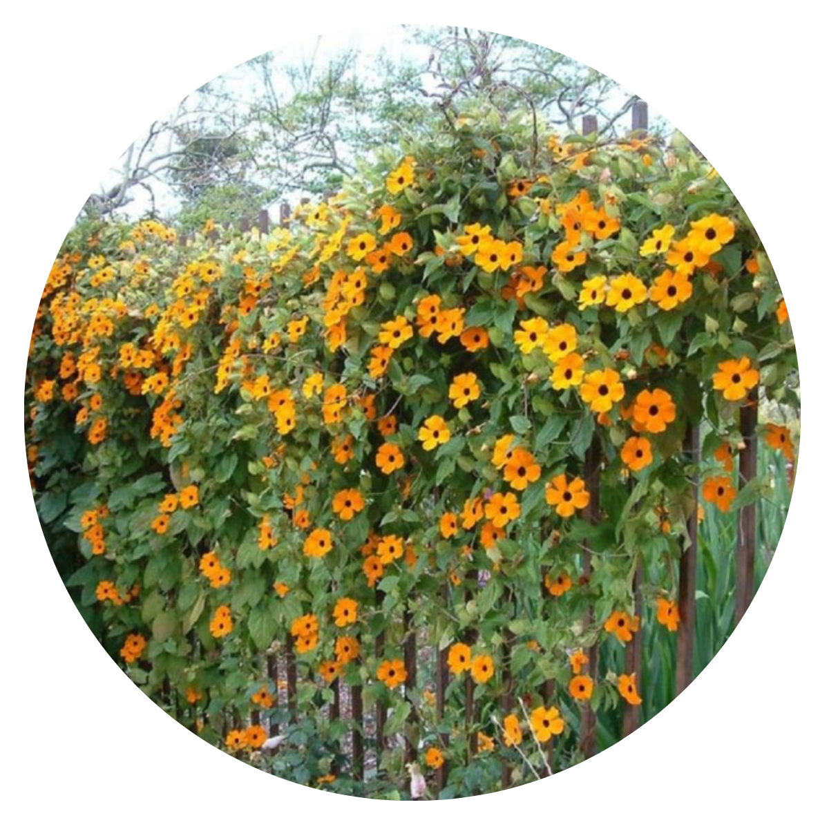Thumbergia Trepadeira Amarela Thunbergia alata no Saquinho