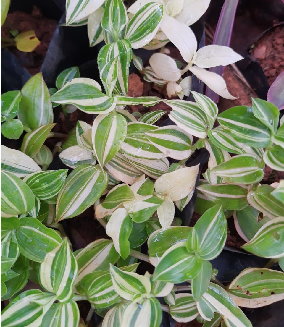 2 Mudas Lambari Verde Variegata Erva-da-fortuna Pote11 - Imagem 7