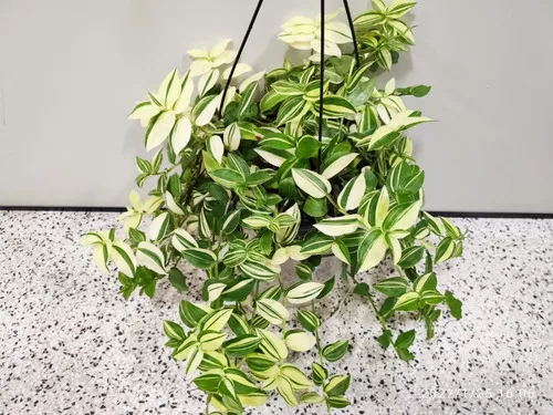 2 Mudas Lambari Verde Variegata Erva-da-fortuna Pote11 - Imagem 6