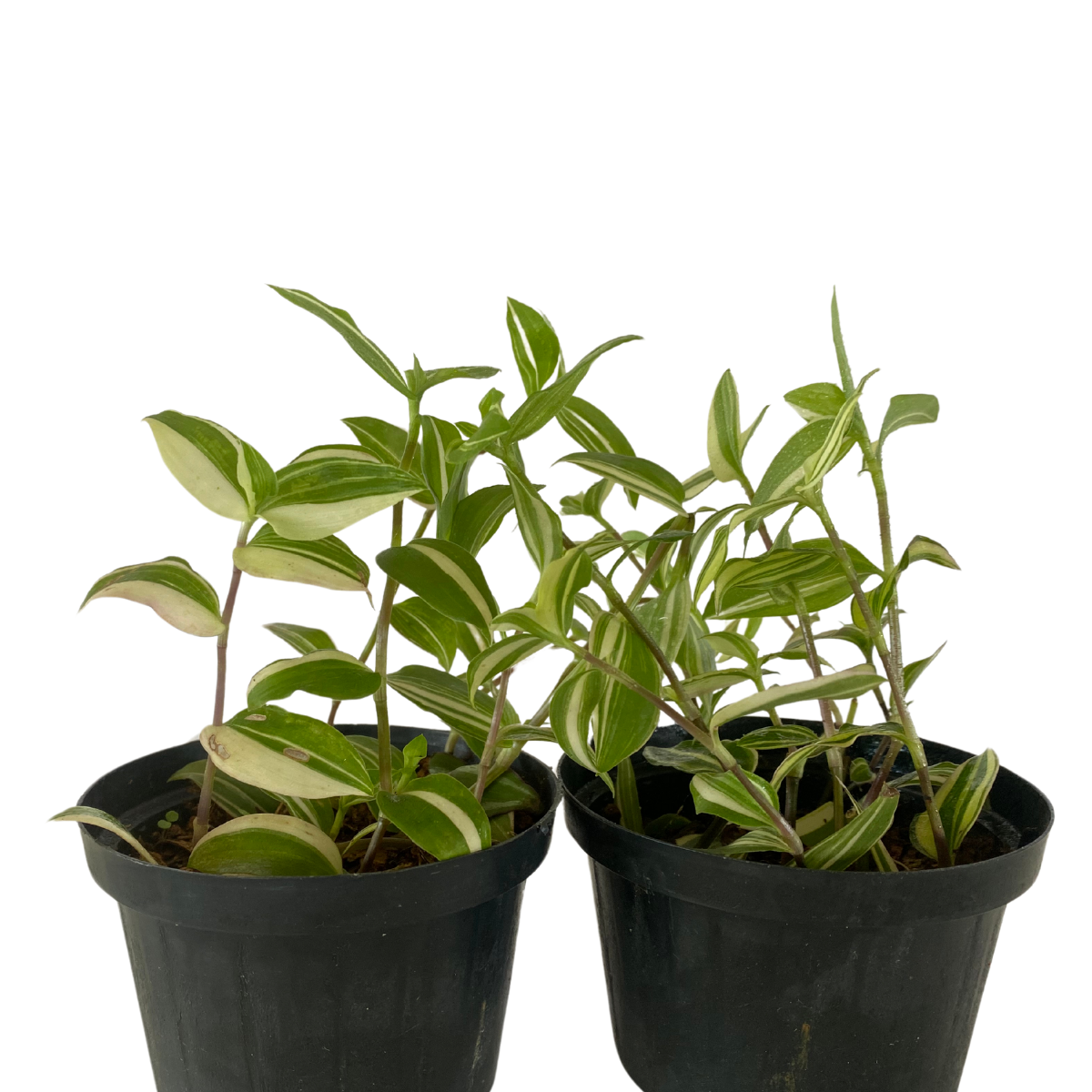 2 Mudas Lambari Verde Variegata Erva-da-fortuna Pote11 - Imagem 3
