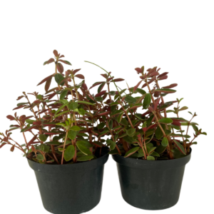 Peperomia Verticillata - Tronco Roxo  - Pote 11