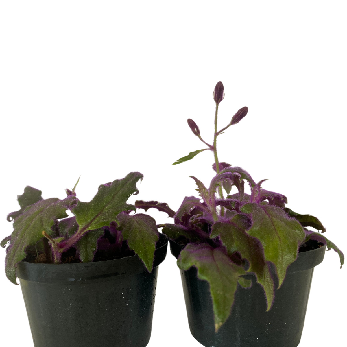 Veludo Roxo - Gynura Aurantiaca - Pote 11 - Imagem 3