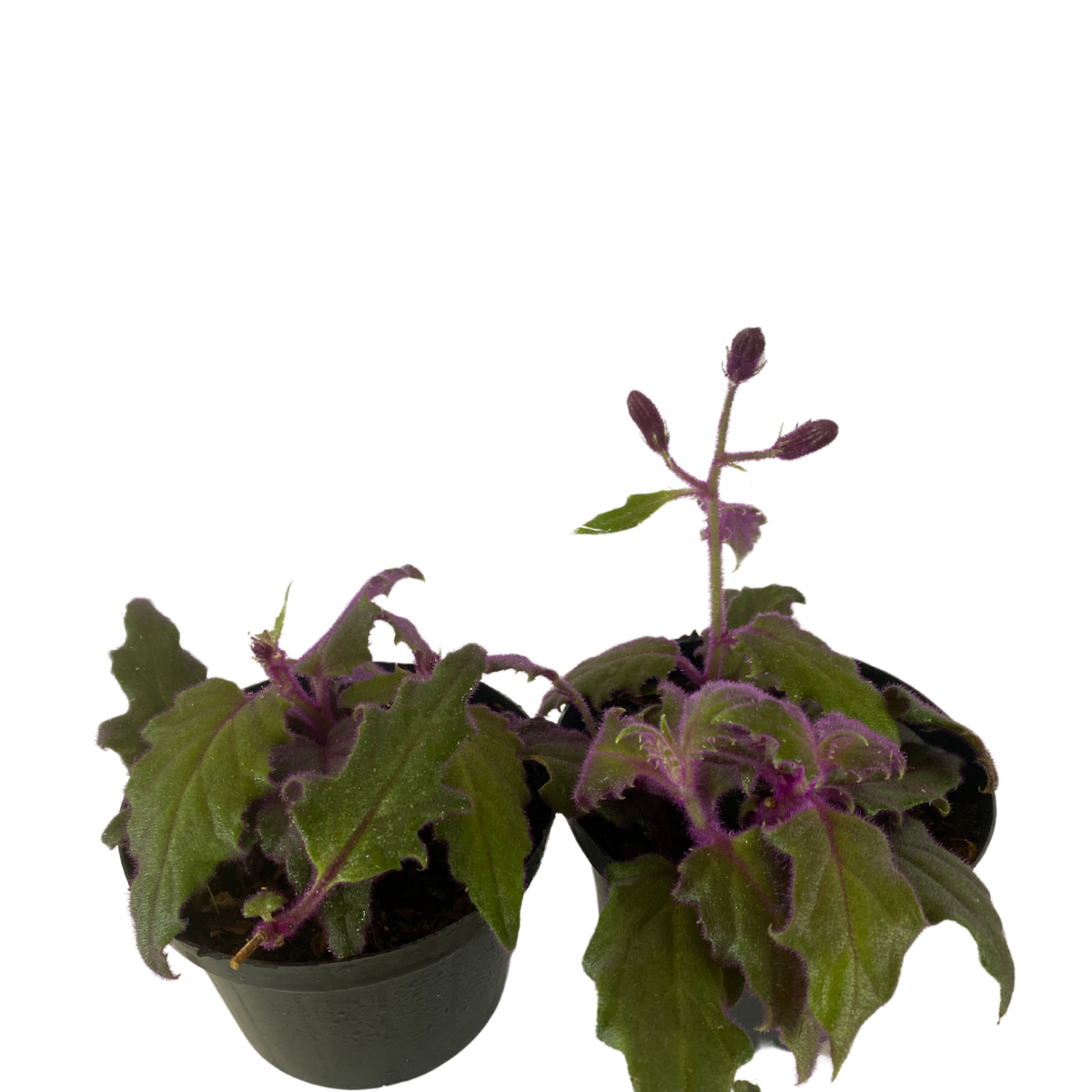 Veludo Roxo - Gynura Aurantiaca - Pote 11 - Imagem 2