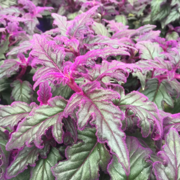 Veludo Roxo - Gynura Aurantiaca - Pote 11 - Imagem 4