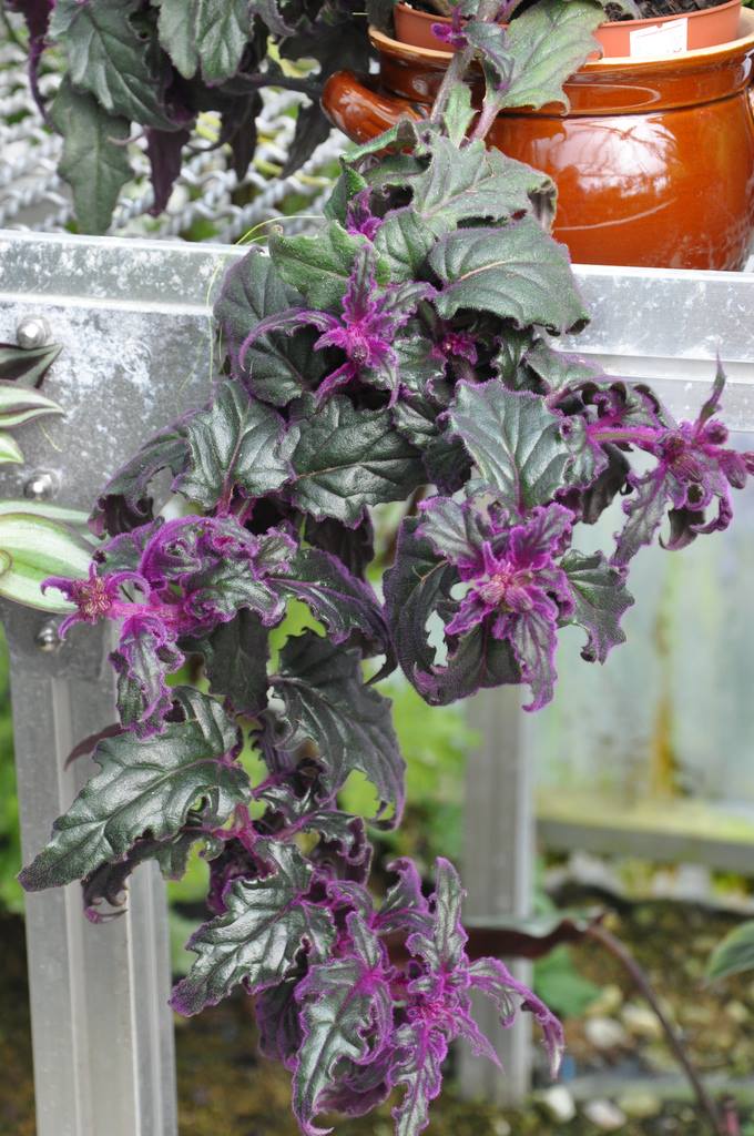 Veludo Roxo - Gynura Aurantiaca - Pote 11 - Imagem 5