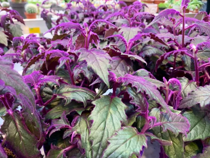 Veludo Roxo - Gynura Aurantiaca - Pote 11 - Imagem 6