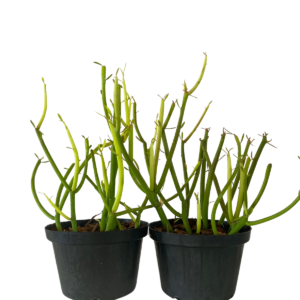 Cacto Avelós - Palito de Fogo Euphorbia tirucalli Pote 11