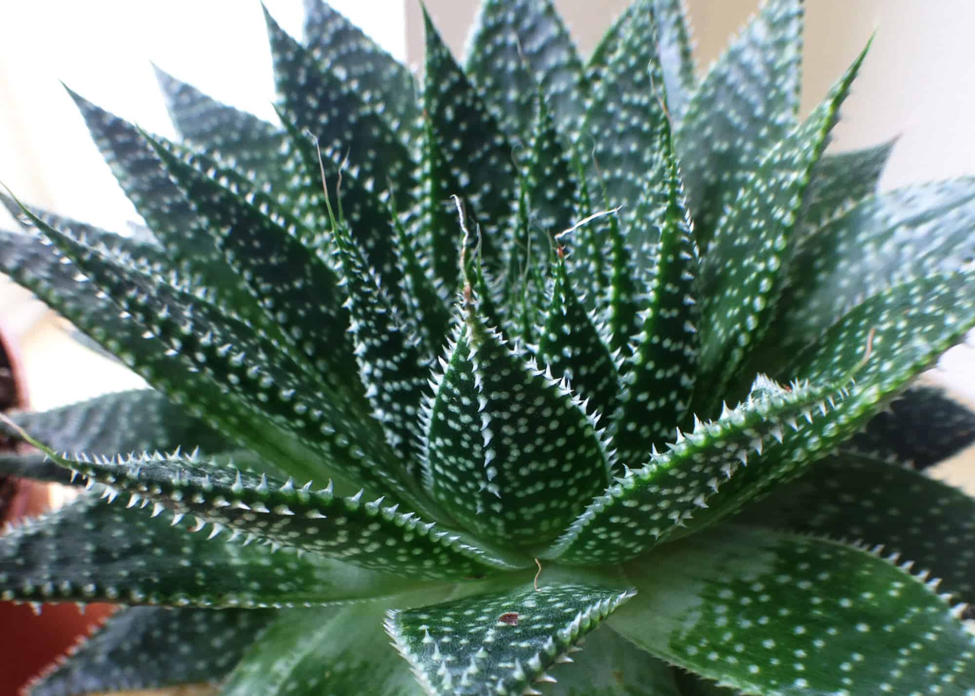 Suculenta Rabo De Tatu Aloe Aristata Pote 11 - Imagem 5