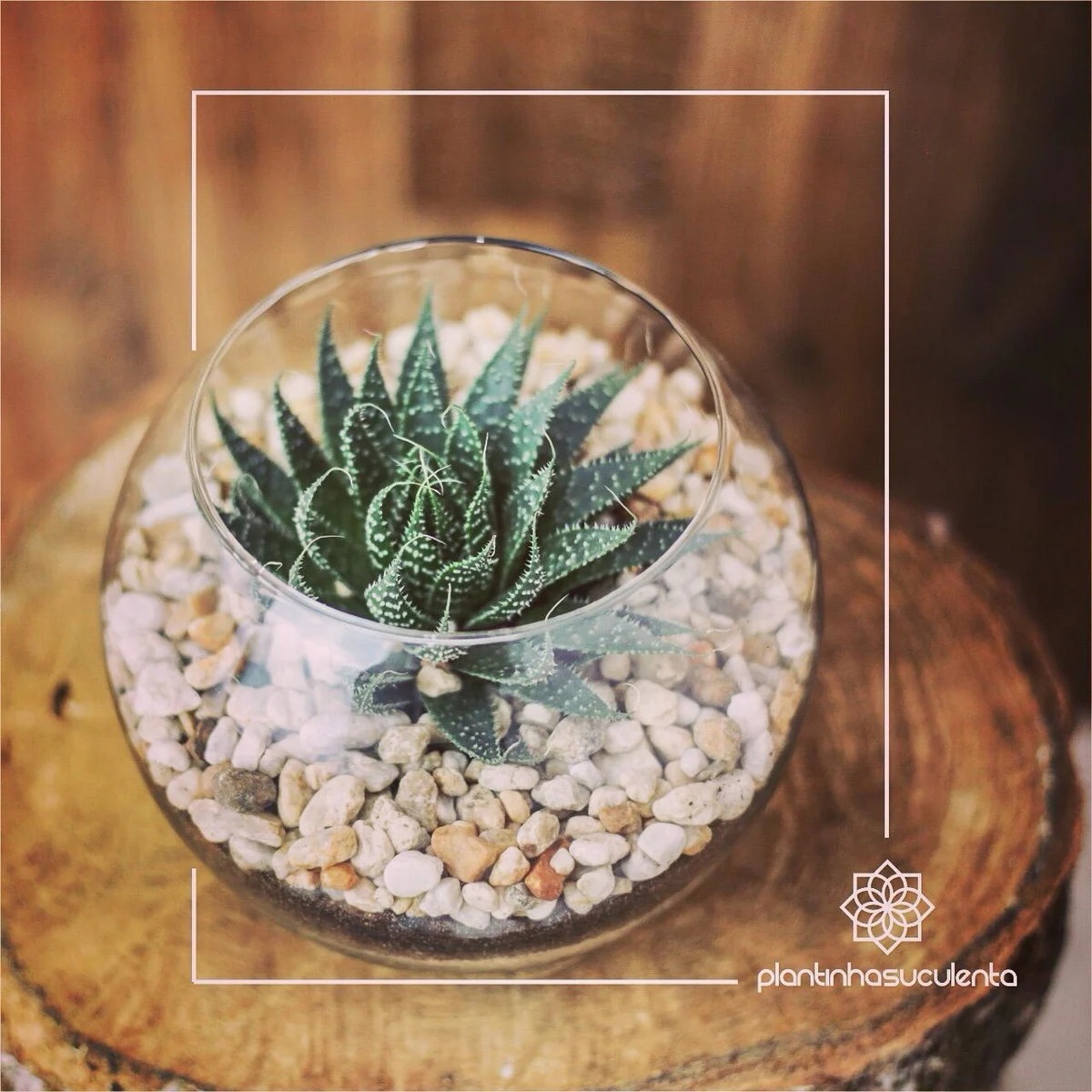 Suculenta Rabo De Tatu Aloe Aristata Pote 11 - Imagem 4