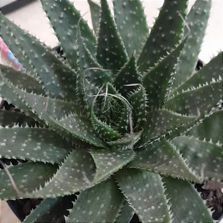 Suculenta Rabo De Tatu Aloe Aristata Pote 11 - Imagem 7