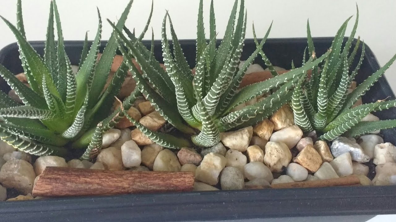 Suculenta Rabo De Tatu Aloe Aristata Pote 11 - Imagem 6