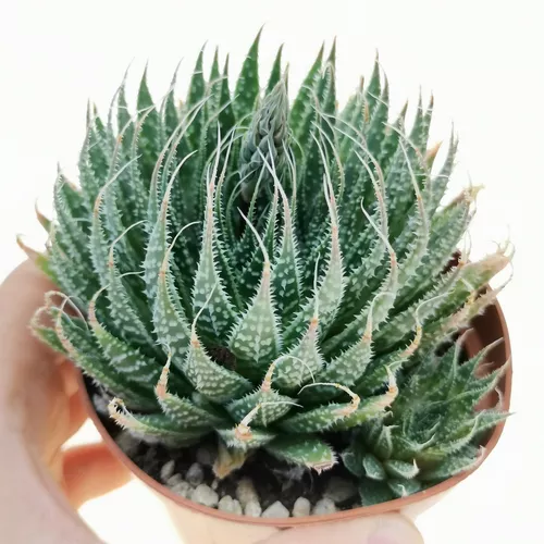 Suculenta Rabo De Tatu Aloe Aristata Pote 11 - Imagem 8