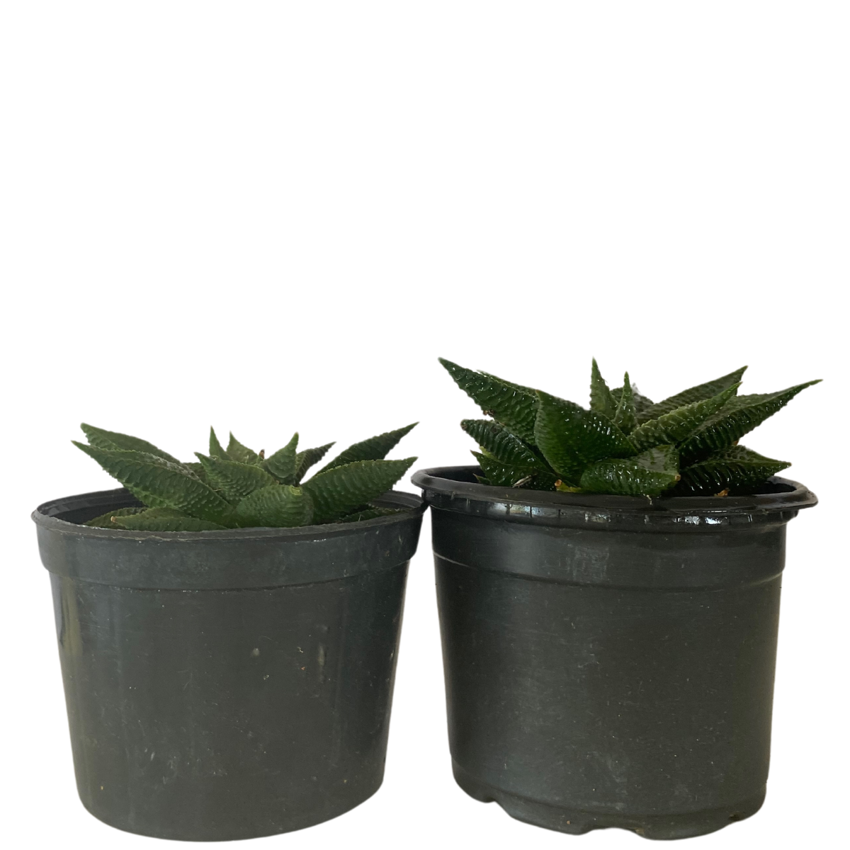 Suculenta Rabo De Tatu Aloe Aristata Pote 11 - Imagem 2