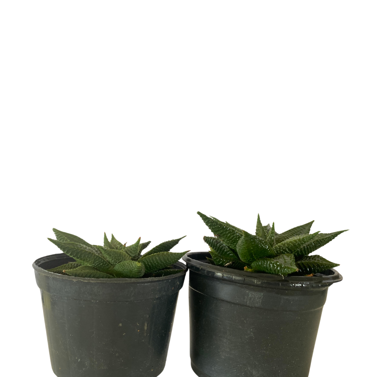 Suculenta Rabo De Tatu Aloe Aristata Pote 11 - Imagem 3
