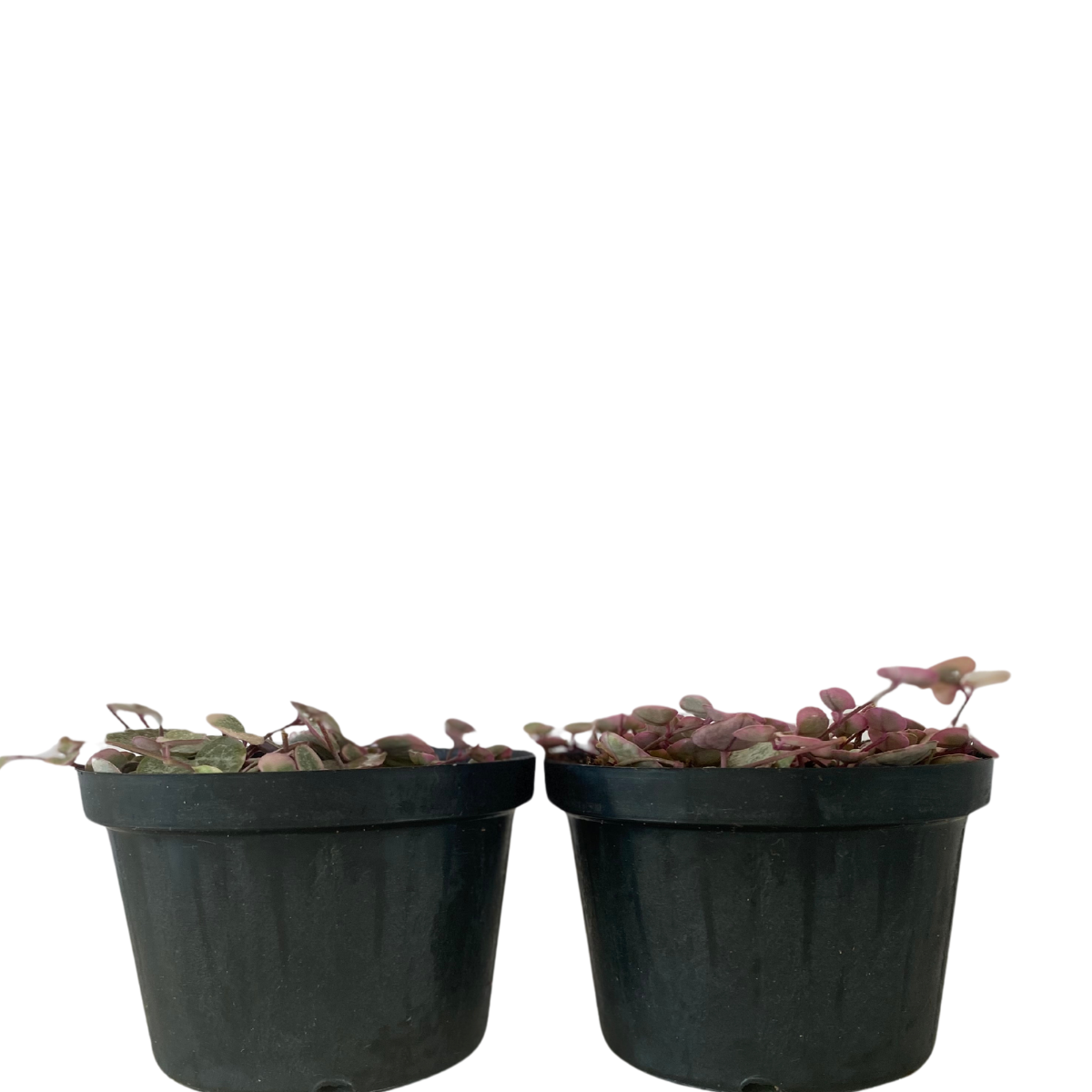 Suculenta Pendente Coração Emaranhado Rosa Pote 11 - Imagem 3