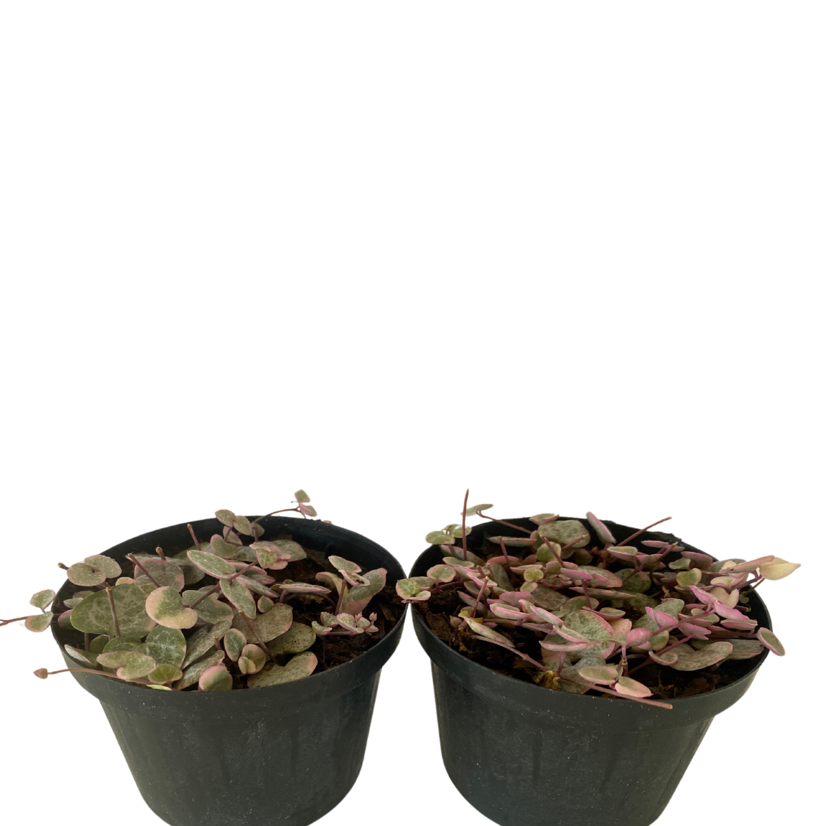 Suculenta Pendente Coração Emaranhado Rosa Pote 11 - Imagem 2
