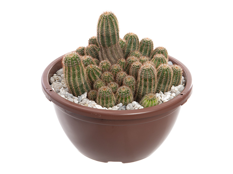Cacto Echinocereus Pectinatu Pote 11 - Imagem 4