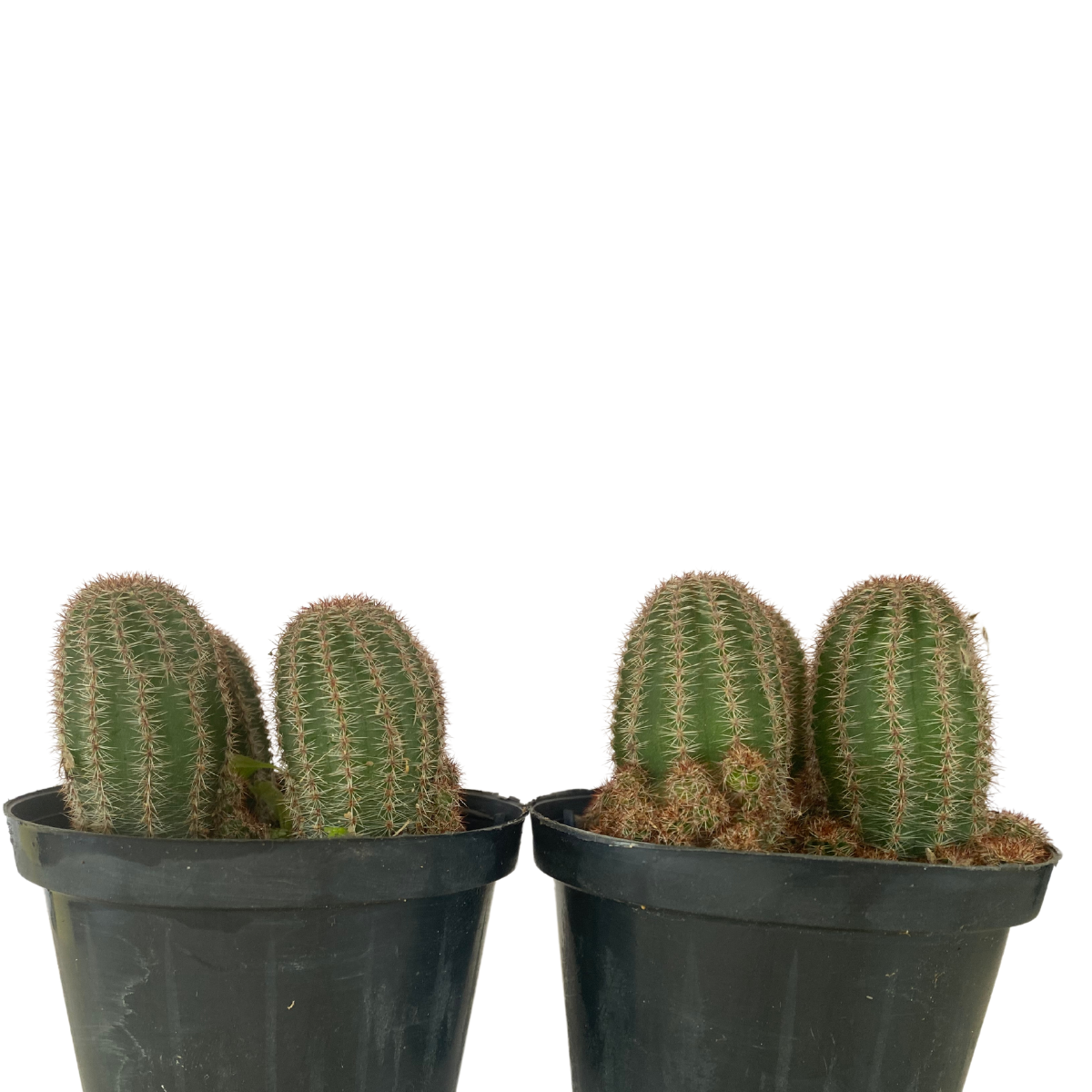 Cacto Echinocereus Pectinatu Pote 11 - Imagem 3