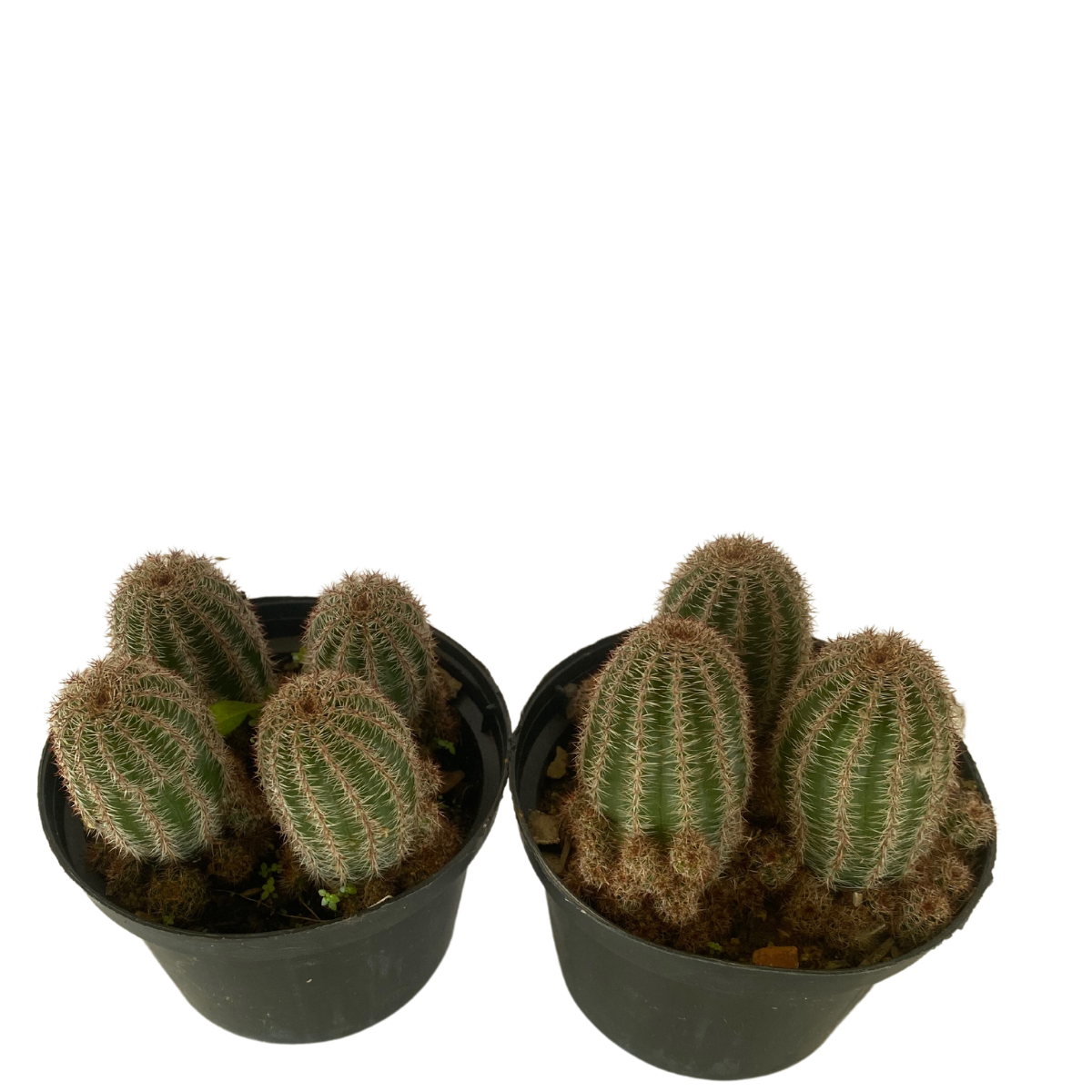 Cacto Echinocereus Pectinatu Pote 11 - Imagem 2
