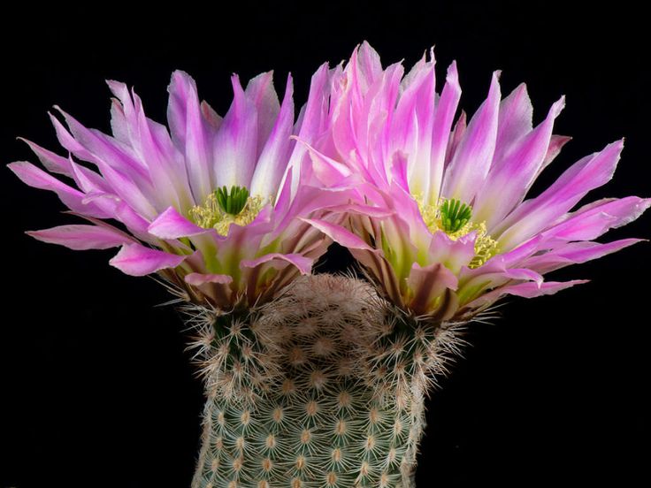 Cacto Echinocereus Pectinatu Pote 11 - Imagem 5