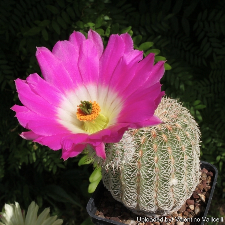 Cacto Echinocereus Pectinatu Pote 11 - Imagem 6