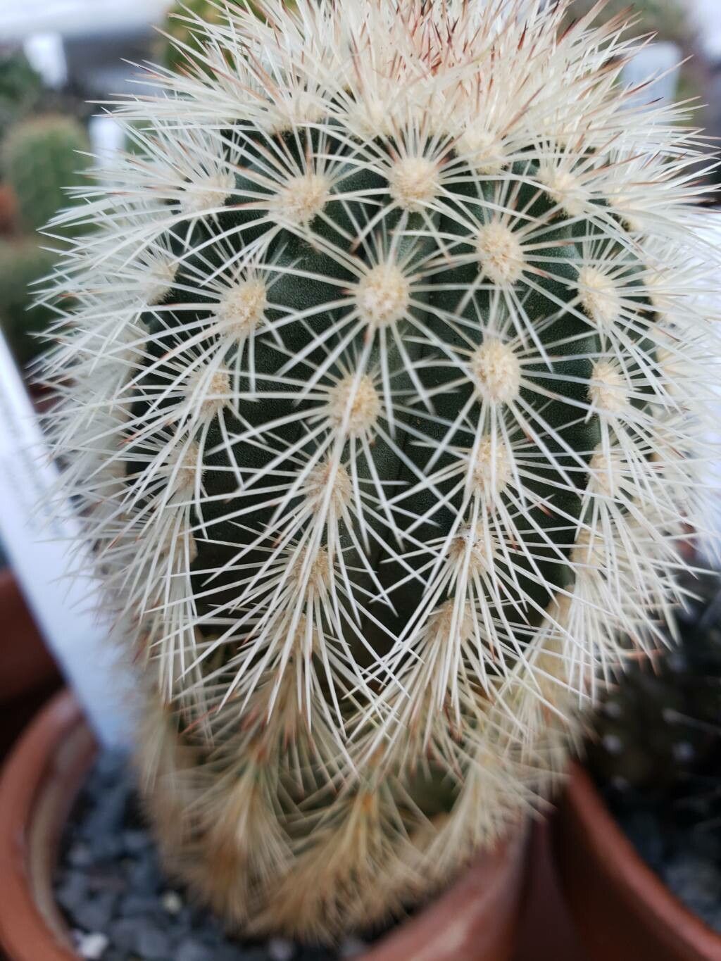 Cacto Echinocereus Pectinatu Pote 11 - Imagem 9
