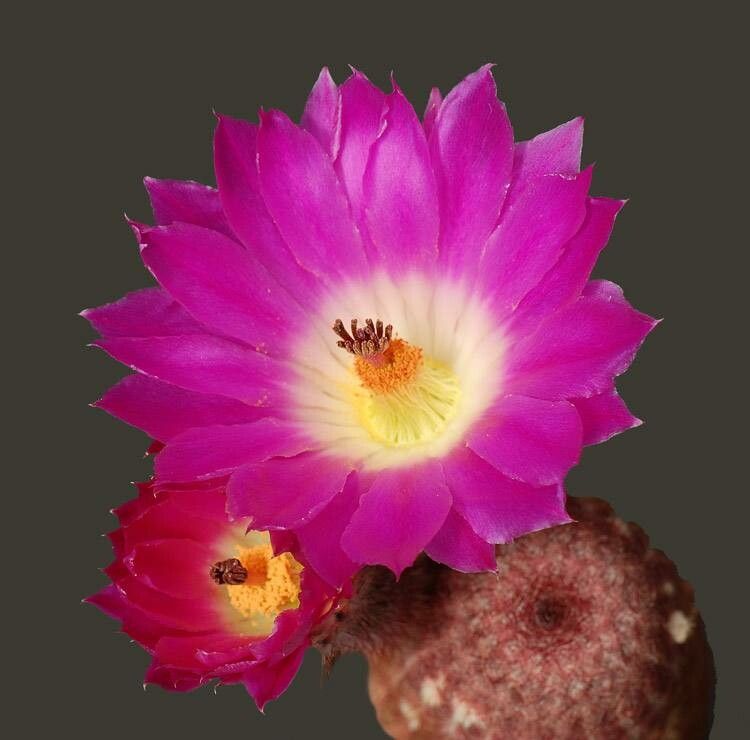 Cacto Echinocereus Pectinatu Pote 11 - Imagem 8