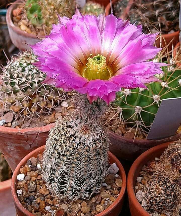 Cacto Echinocereus Pectinatu Pote 11 - Imagem 7