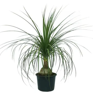Pata de Elefante Beaucarnea Recurvata Altura 70cm Pote 17