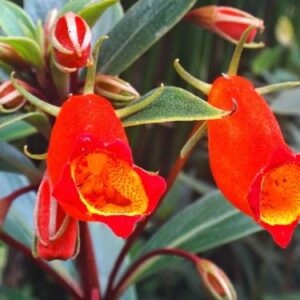 Semânia Gloxinia sylvatica no Saquinho