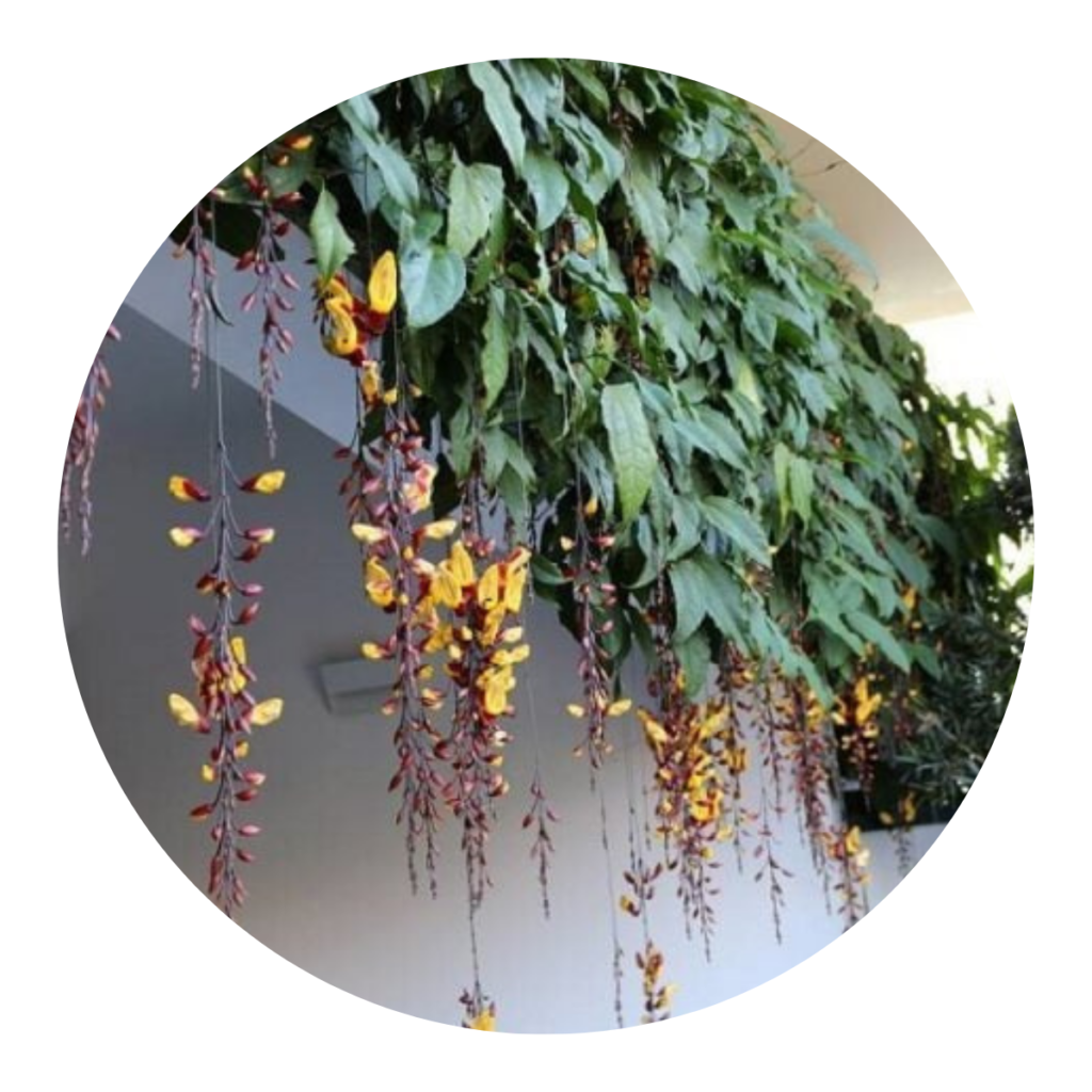 Sapatinho De Judia - Trepadeira - Thunbergia mysorensis 1m