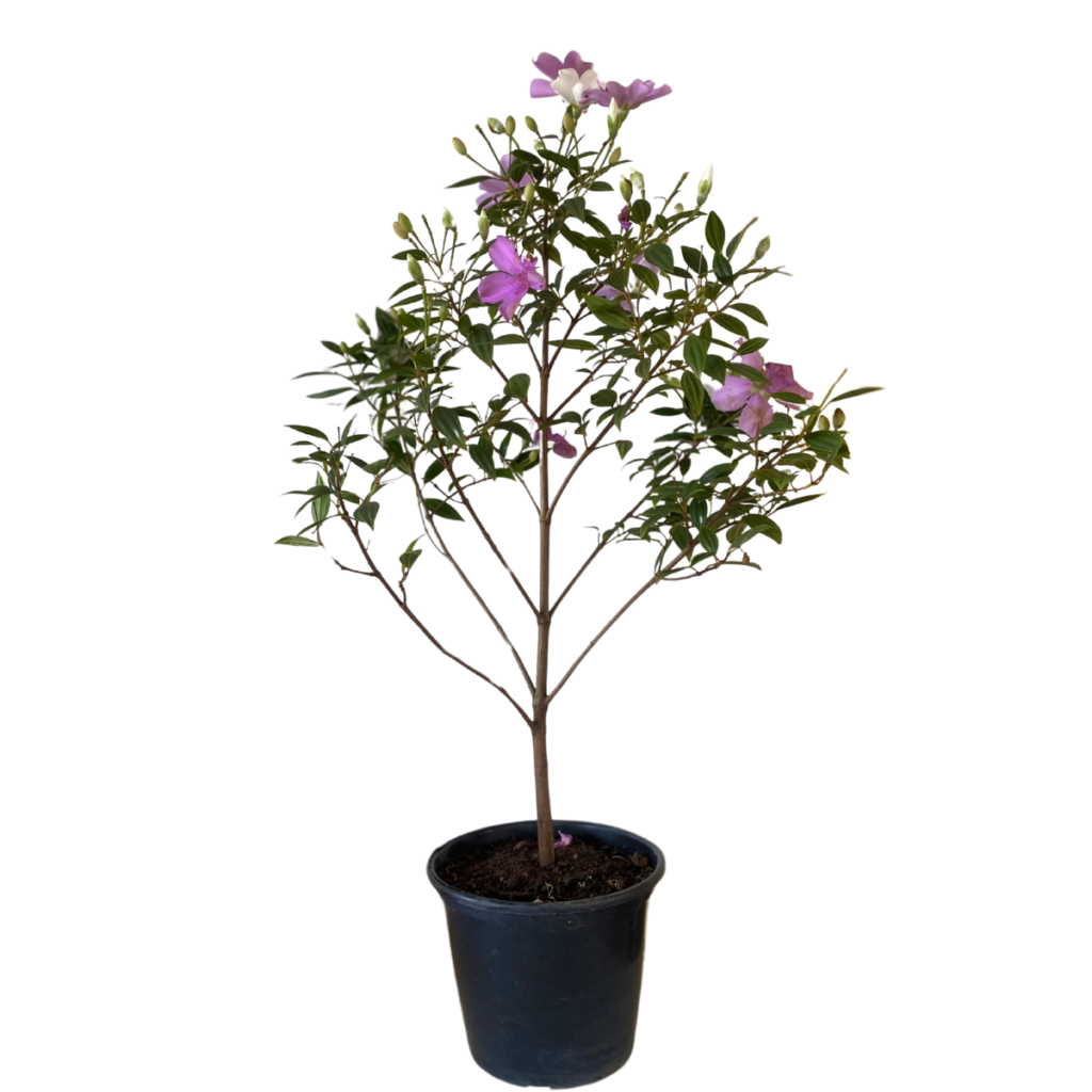 Manacá da Serra Anão (Tibouchina mutabilis) - 70cm