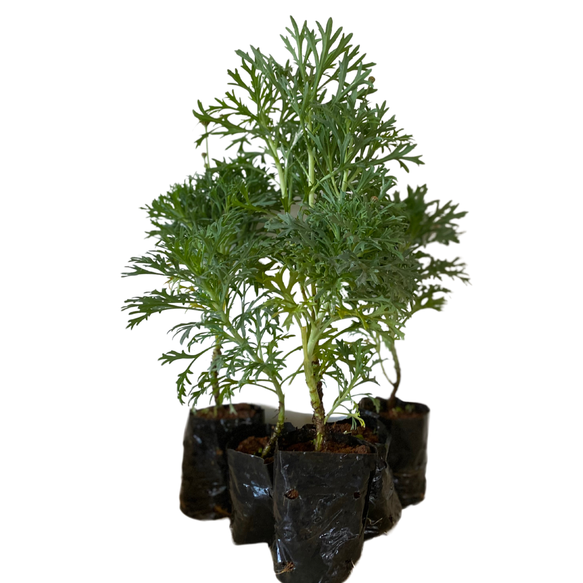 Mini Margarida Paris Branca Argyranthemum frutescens - Imagem 2