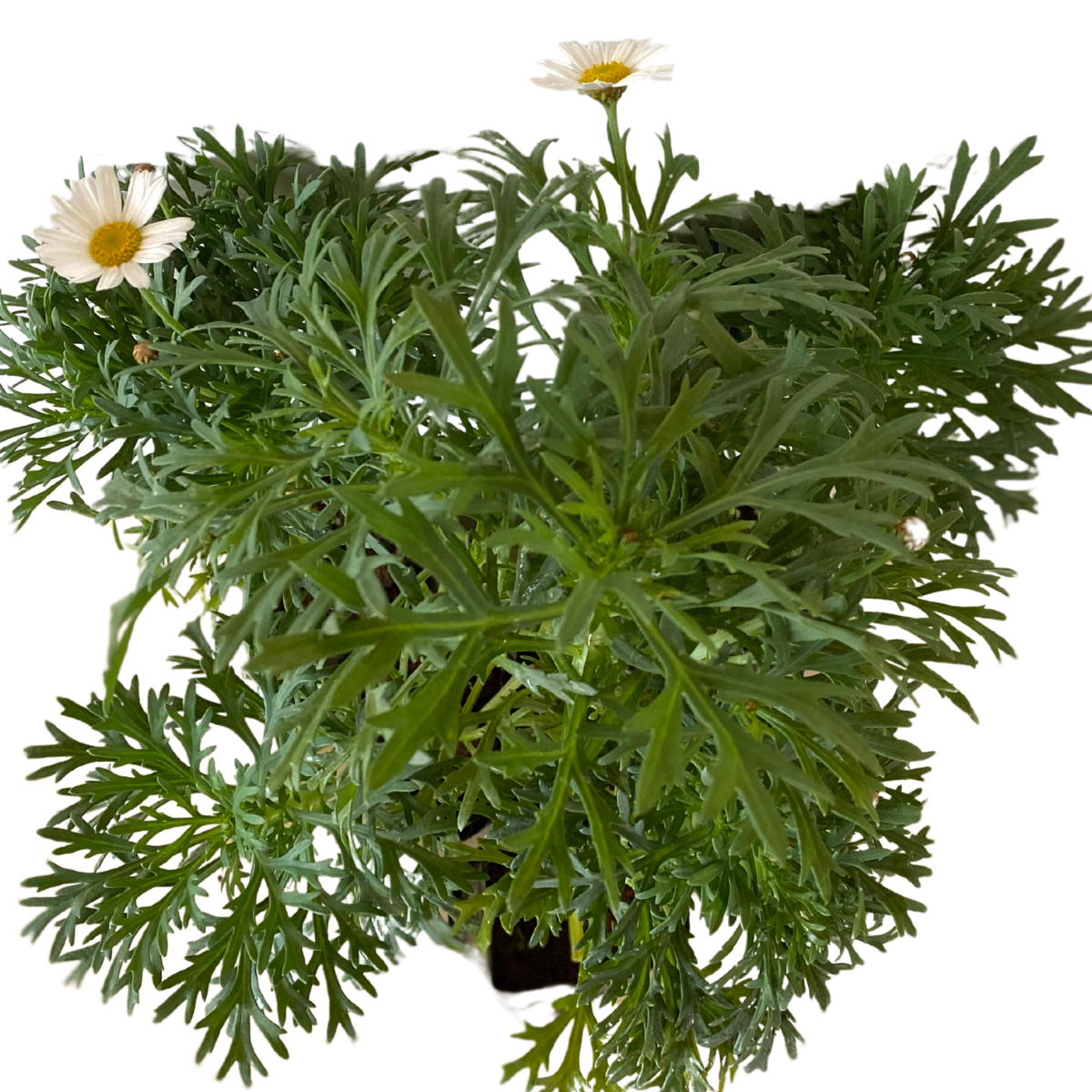 Mini Margarida Paris Branca Argyranthemum frutescens - Imagem 3
