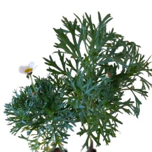 Mini Margarida Paris Branca Argyranthemum frutescens