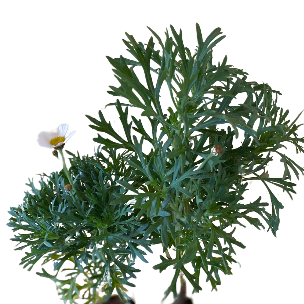 Mini Margarida Paris Branca Argyranthemum frutescens