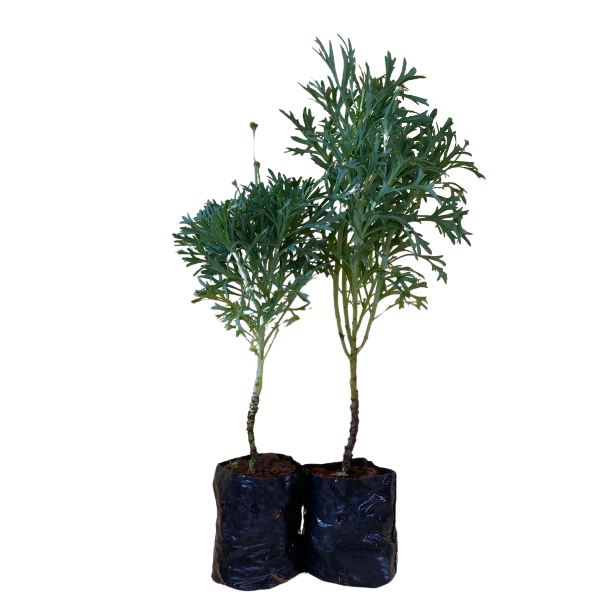 Mini Margarida Paris Branca Argyranthemum frutescens - Imagem 6