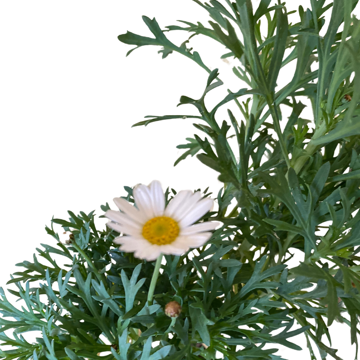 Mini Margarida Paris Branca Argyranthemum frutescens - Imagem 4