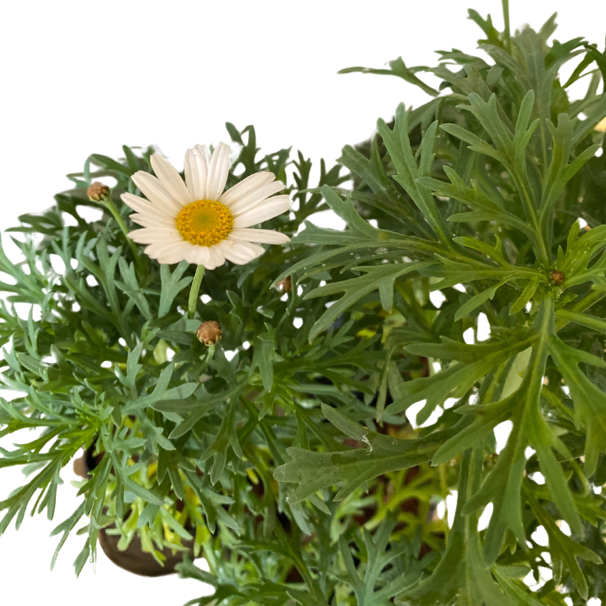 Mini Margarida Paris Branca Argyranthemum frutescens - Imagem 5