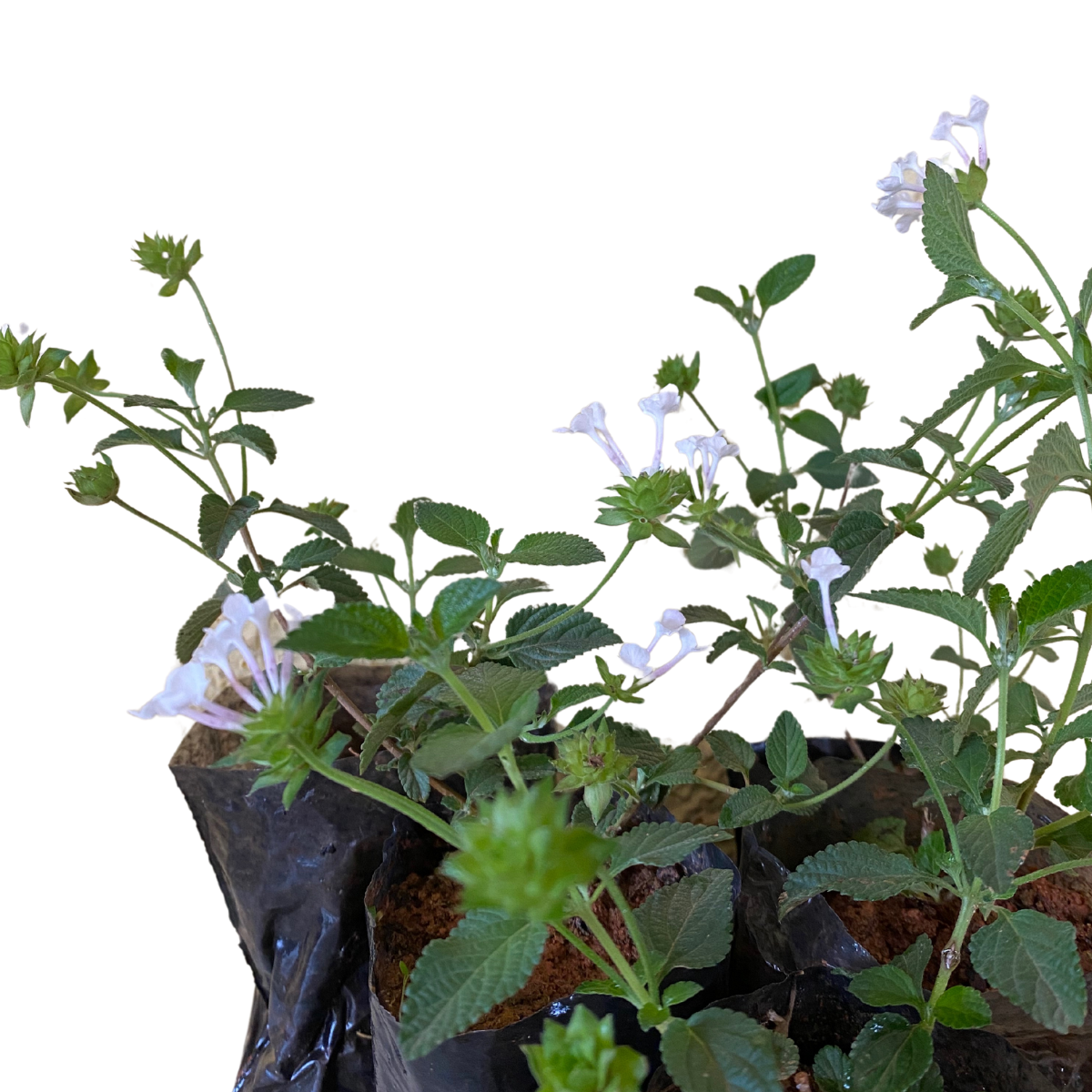 Mini Lantana Cambara Branca - Lantana Montevidensis no Saquinho - Imagem 3