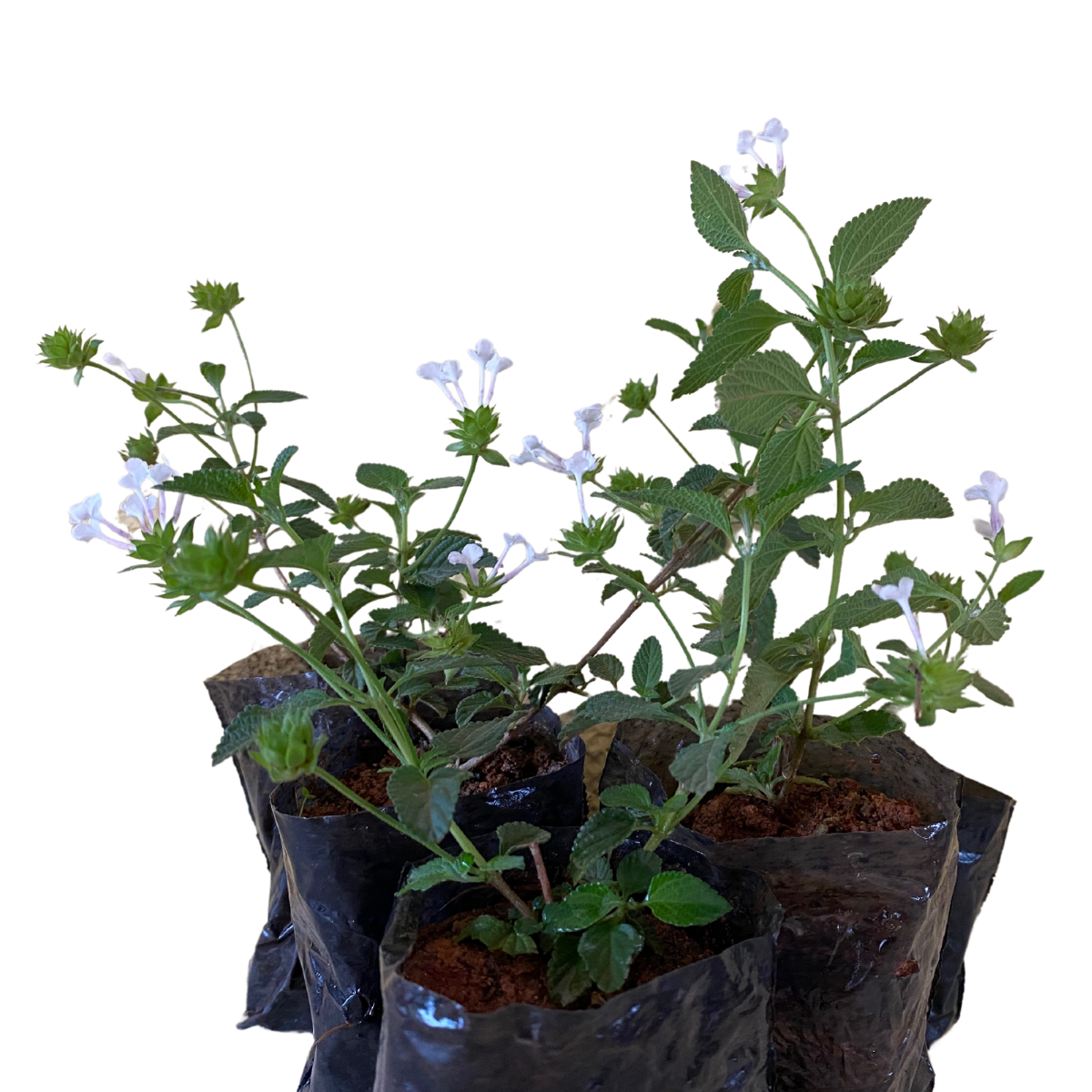 Mini Lantana Cambara Branca - Lantana Montevidensis no Saquinho - Imagem 2