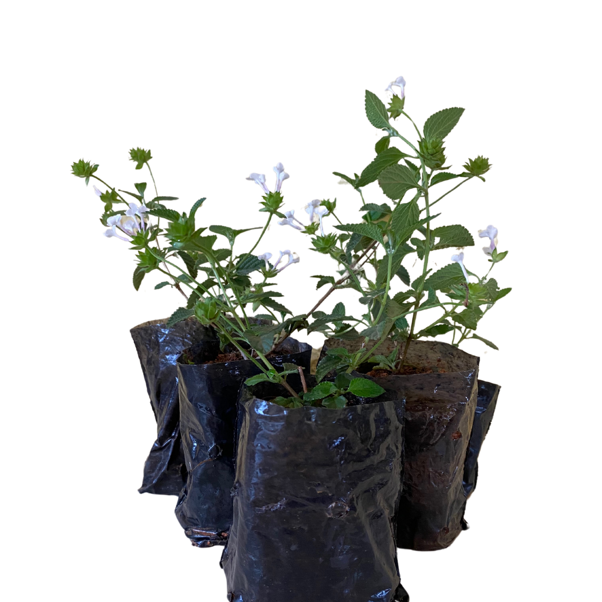 Mini Lantana Cambara Branca - Lantana Montevidensis no Saquinho