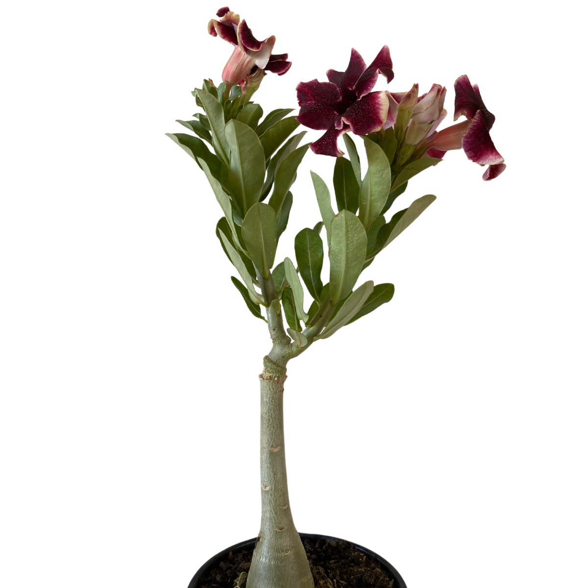 Muda Adulta Rosa do Deserto Negra (Adenium Obesum) Pote 15 - Imagem 2