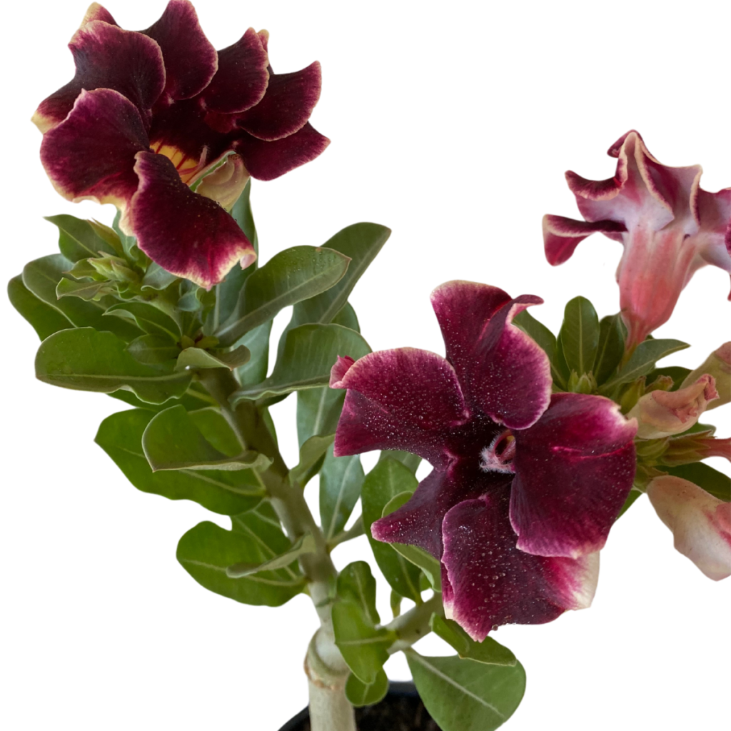 Muda Adulta Rosa do Deserto Negra (Adenium Obesum) Pote 15
