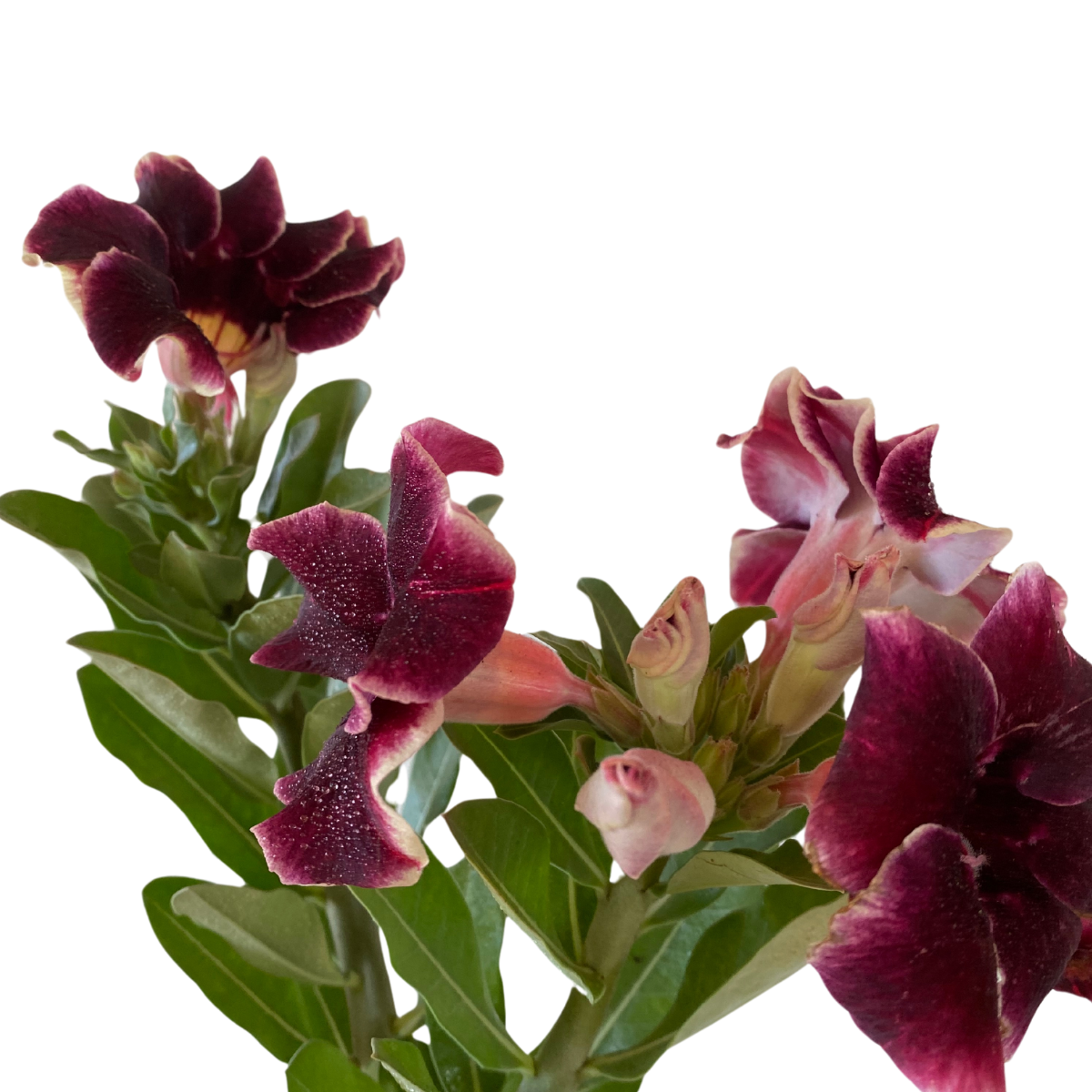 Muda Adulta Rosa do Deserto Negra (Adenium Obesum) Pote 15 - Imagem 3