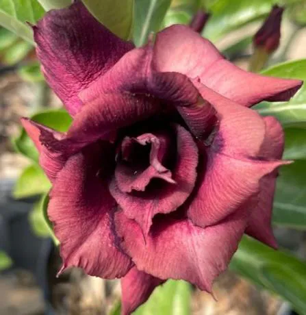 Muda Adulta Rosa do Deserto Negra (Adenium Obesum) Pote 15 - Imagem 4