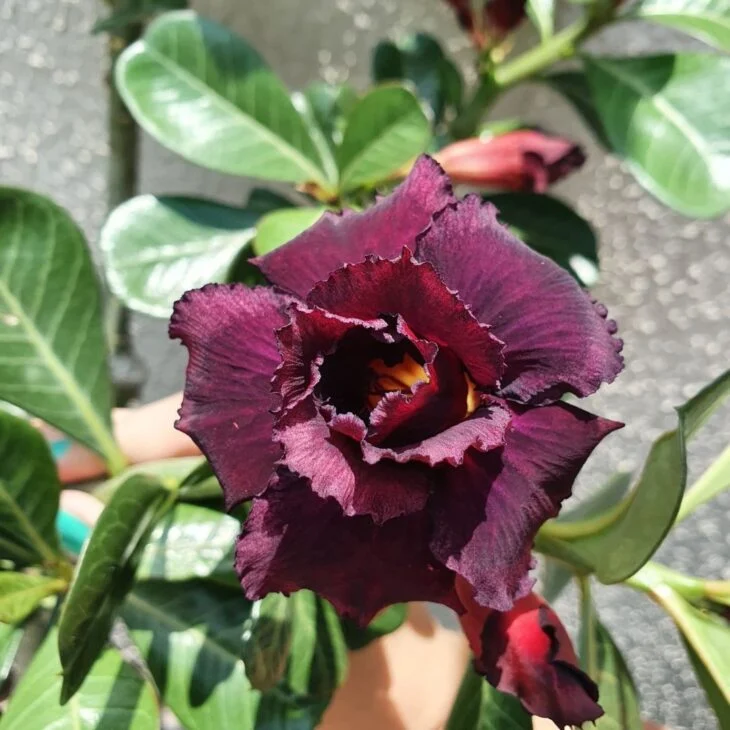 Muda Adulta Rosa do Deserto Negra (Adenium Obesum) Pote 15 - Imagem 5