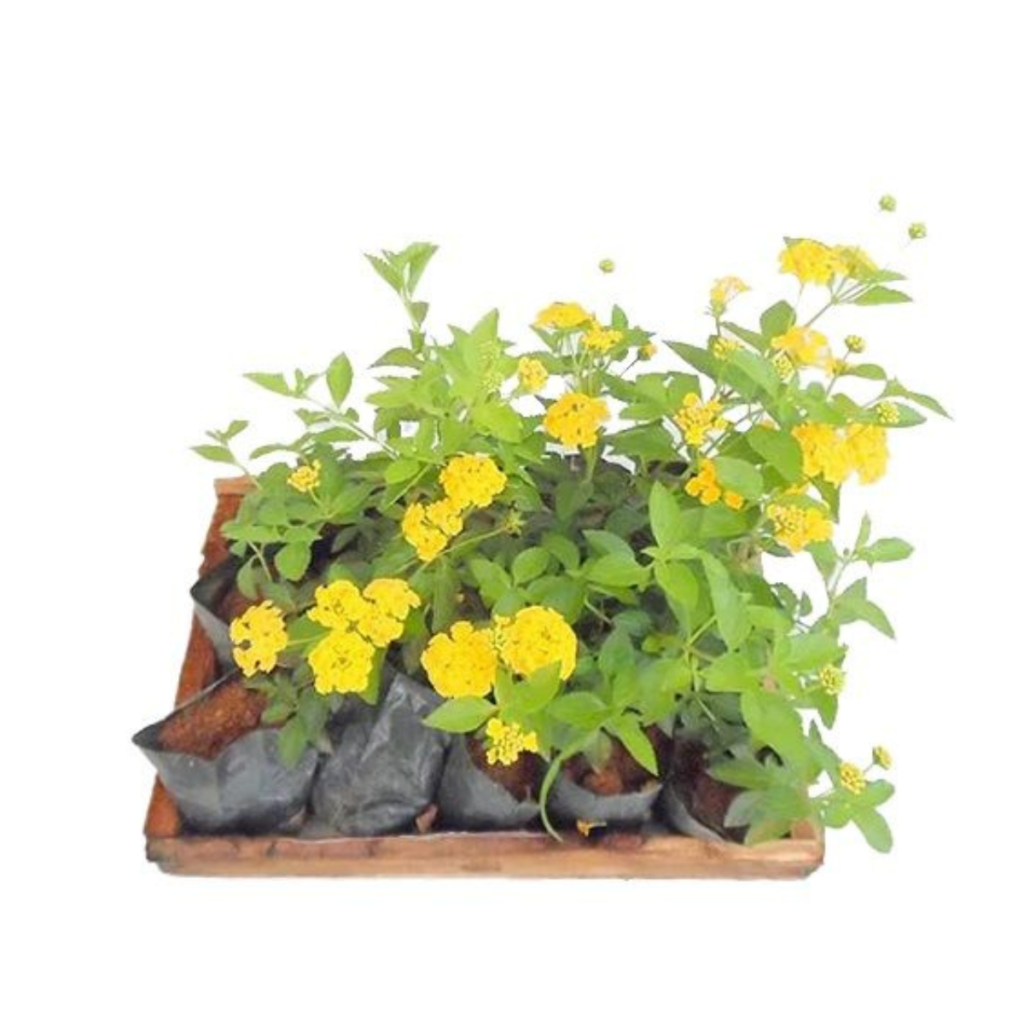 10 Mudas Mini Lantana Camara Amarela Montevidensis Saquinho