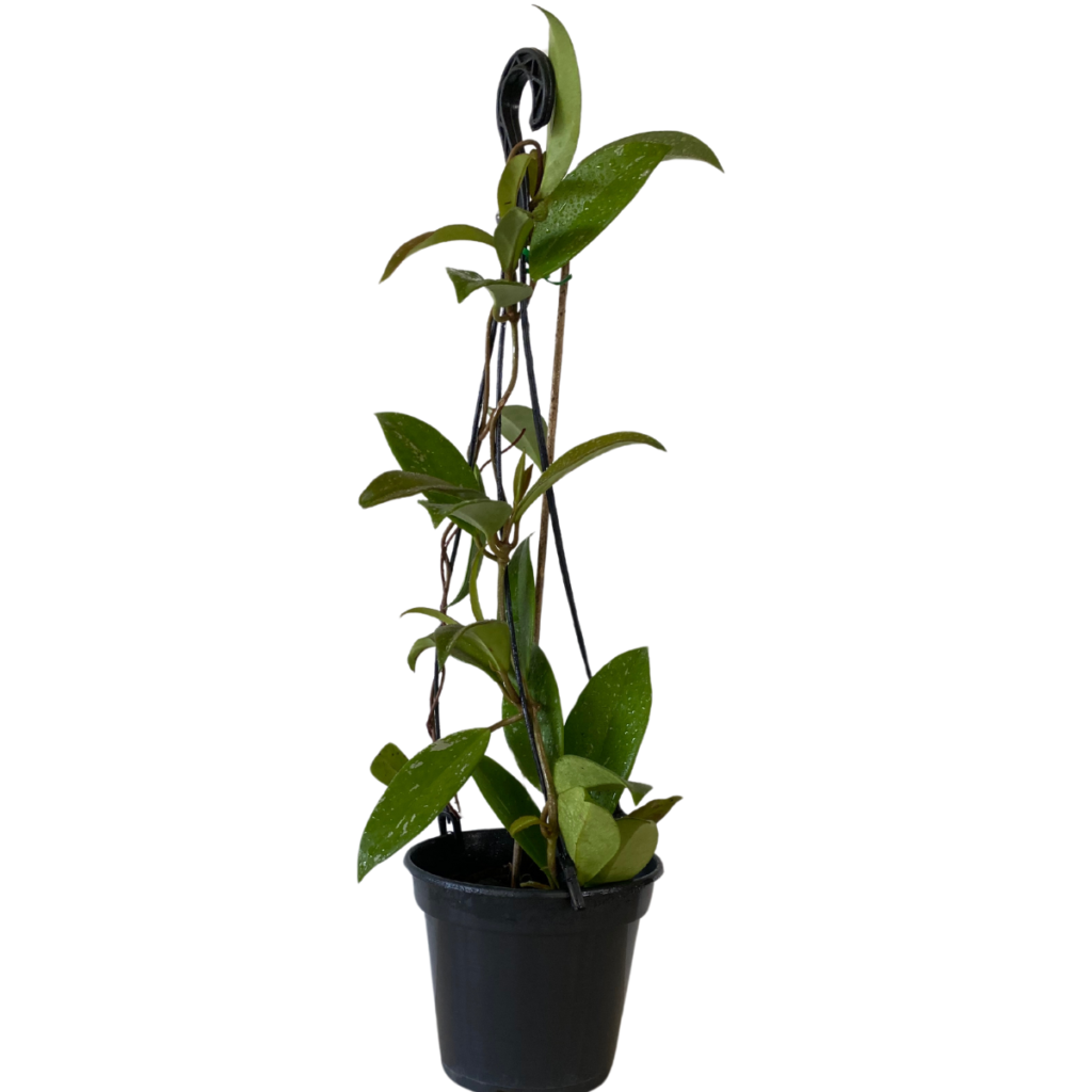 Flor de Cera Hoya Carnosa Verde - Pote 15